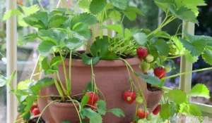 盆栽草莓养殖(掌握这些养护盆栽草莓的技巧，在阳台上也能不断收获)