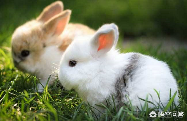 兔子养殖户越来越多，能够挣到钱吗？一起来看看兔子养殖前景