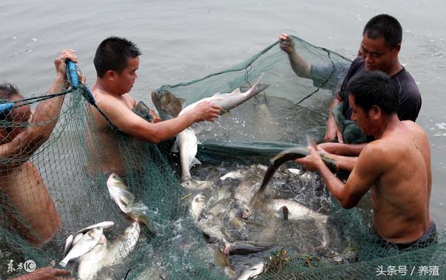 四类鱼混养实现以鱼养鱼，生态化养殖效益好