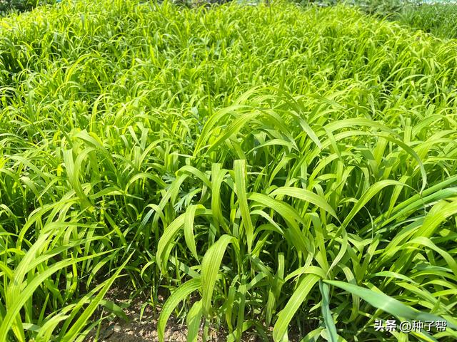 早春养鱼的牧草，小米草播种简单，旱地涝地都好种，不怕高温