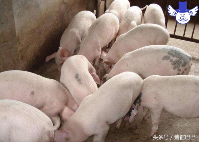 如何科学地配制猪饲料，这四个方面是你必须要注意的！