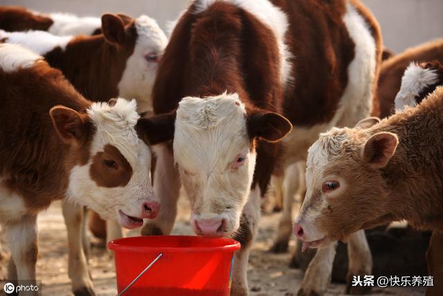 10个养牛问题解答，每月养牛问题总结