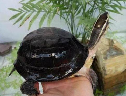 龟功夫养生酒养龟知识：浅谈广西黑金龟的四个亚种区分方法