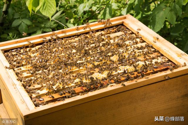 蜜蜂养殖，如何预防蜘蛛危害？做好这些管理，预防并不难