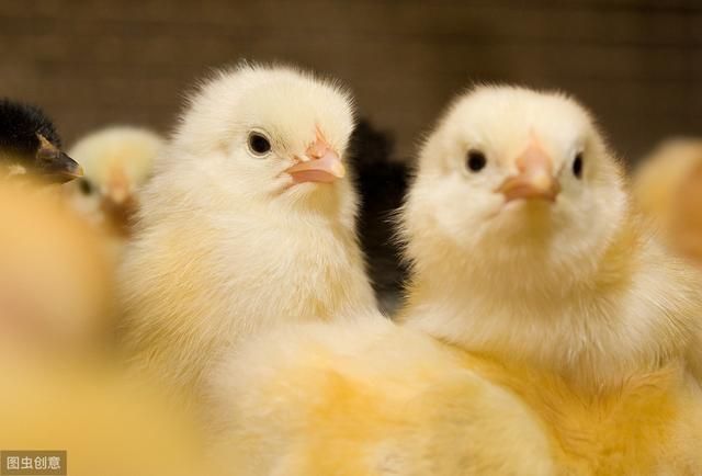 小鸡怎么饲养，才能让鸡苗的成活率在98%以上，细节决定成败
