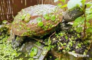 外塘草龟养殖(乌龟转塘有技术，可以同比例缩放到我们新龟到家)