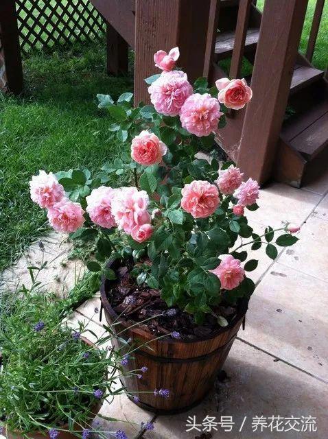 在花盆里如何养好月季花，让月季常年开花的技巧