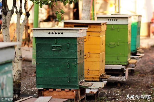 冬季蜜蜂如何越冬？地区不同方法不同，老蜂农用这3招，太实用了