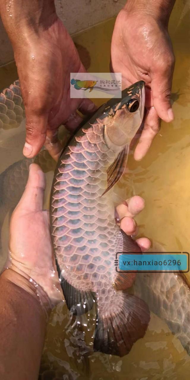 带你了解马来西亚唯一古法生态培育过背金龙的鱼场