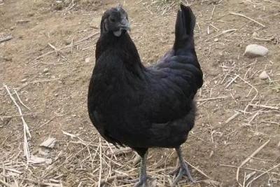 五黑鸡怎么养？五黑鸡养殖技术与注意事项