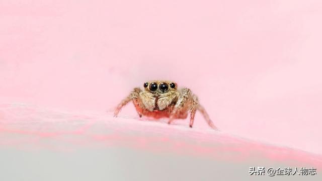 不会织网的蜘蛛——跳蛛，它是如何捕食的？又是如何生存下来的？
