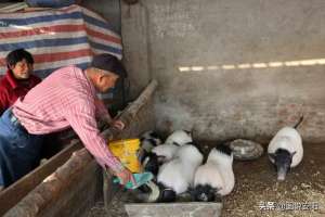 河南香猪养殖(河南滑县：饲养藏香猪 成了“香饽饽”)