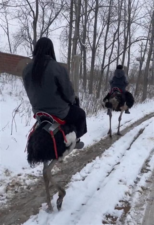 安徽一对姐弟雪中骑鸵鸟出行，父亲：它负重达200斤