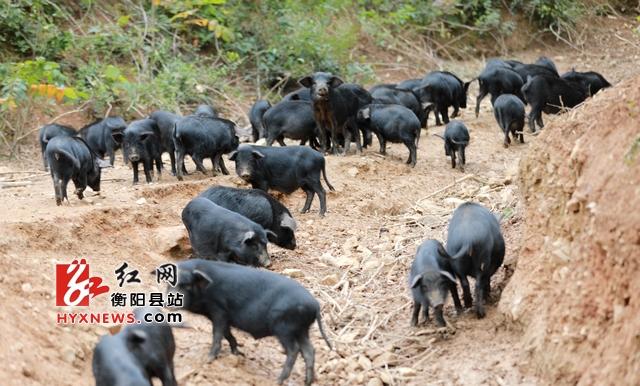 衡阳县企业家回乡养猪带乡亲致富