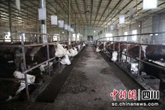 合江：肉牛种养+售卖 “牛”产业发挥“牛”效益