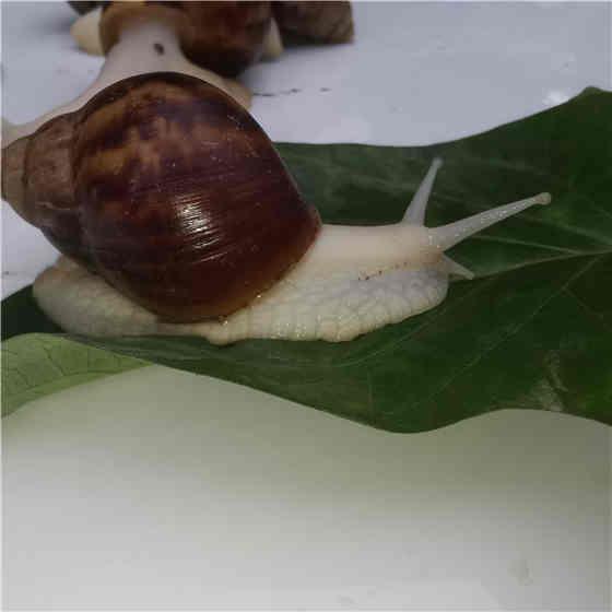 云耕时代白玉蜗牛室内养殖方法，看您合适吗？