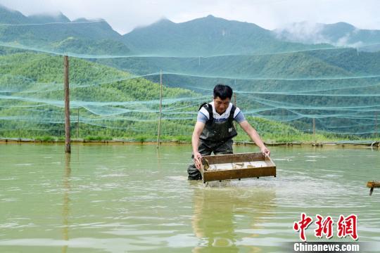 福建德化：“台湾泥鳅”山间游 村民致富好帮手