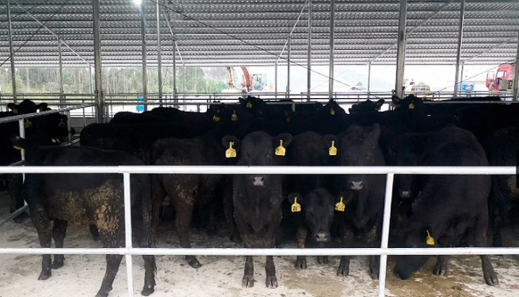 首批澳洲肉牛落户！宜州这家万头牛场今日正式运营