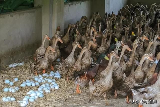 冬季蛋鸭巧管理、促高产