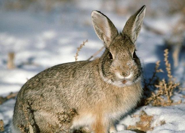 农村杂交野兔养殖是骗局，你信吗，了解一下就明白！
