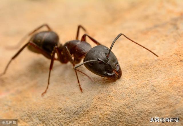 蜜蜂养殖：蜂箱上的黑蚂蚁怎么处理？养蜂师傅：3种方法轻松解决