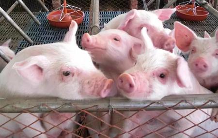 猪价低迷加速行业洗牌，生猪养殖行业现状分析！