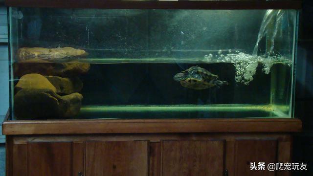 高配置龟缸，你的巴西龟也可以拥有！