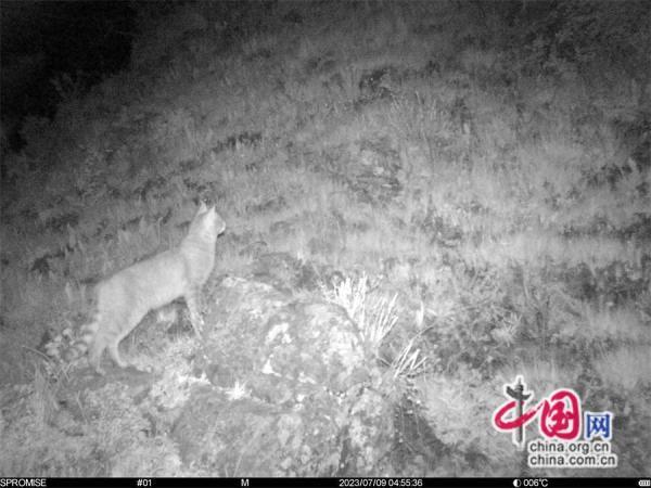 达古冰川景区首现国家一级重点保护野生动物--荒漠猫