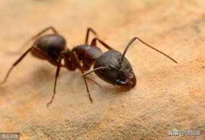 黑蚂蚁养殖视频(蜜蜂养殖：蜂箱上的黑蚂蚁怎么处理？养蜂师傅：3种方法轻松解决)