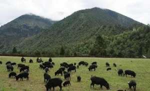 藏香猪的养殖前景(藏猪产业现状和前景分析)