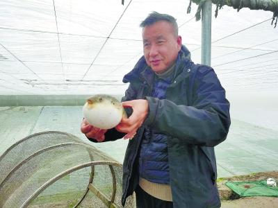 市民能吃到本地养殖加工的河豚了 上海首个有资质河豚加工企业日销河豚800斤