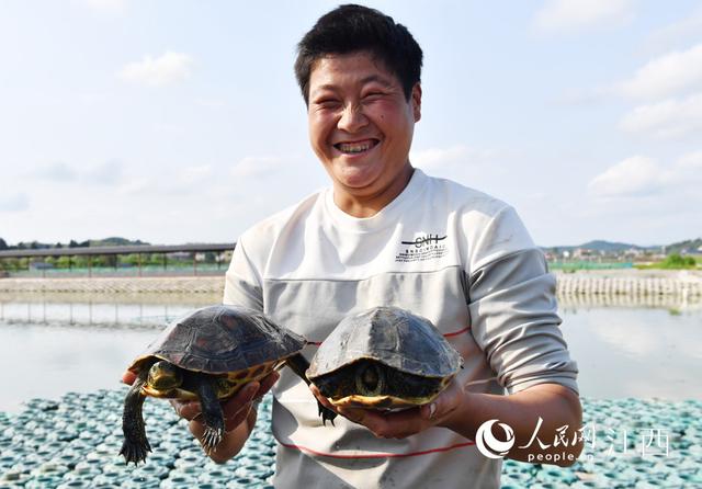 江西南丰：探索龟鳖新品种 养殖惠及千余户