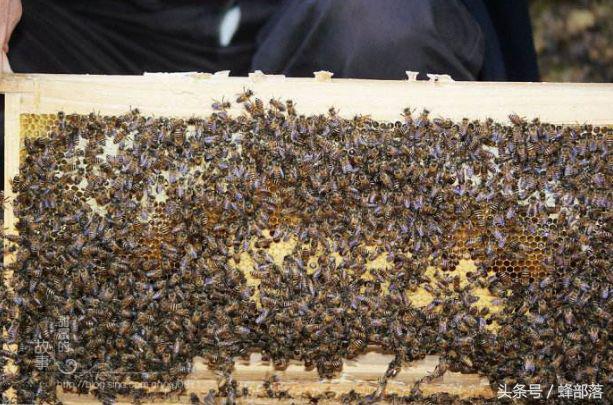 中蜂养殖，做好下面这几点，蜜蜂快速造脾不是问题