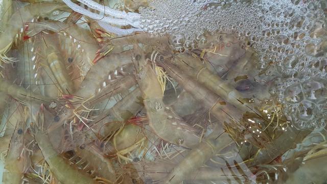 基围虾是如何养殖的？高密度养殖还洒药，这样的海鲜能放心吃吗？