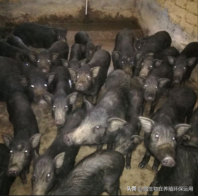 广西崇左这个养殖场大量使用发酵牧草饲喂藏香猪，降本增效肉质好