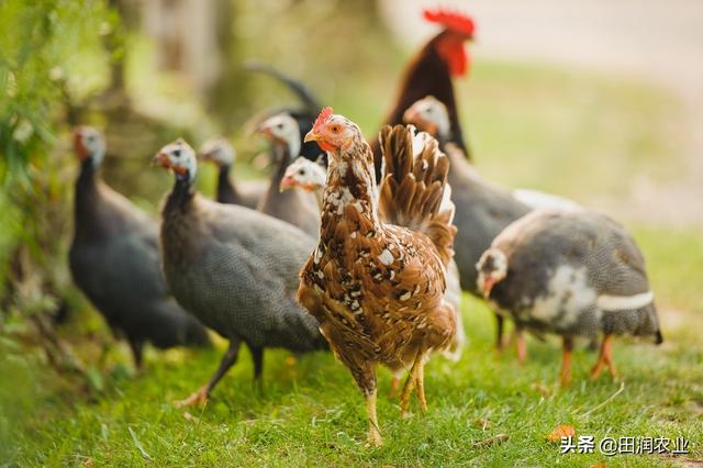 北方农村散养鸡的饲养管理，老农户的养殖技巧，真是太有用了