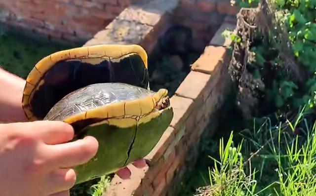 黄缘闭壳龟的寿命有多长，家养怎么延长黄缘的寿命「龟谷鳖老」