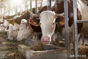 水牛养殖方法(如何才能把牛养好呢？养牛户应做好这3方面)