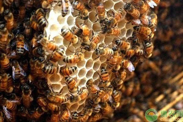 蜜蜂如何养殖？蜜蜂养殖技术大全