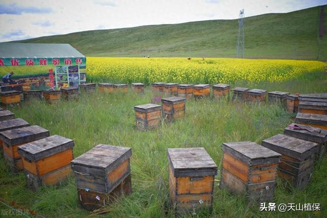 蜜蜂的养殖技术与管理