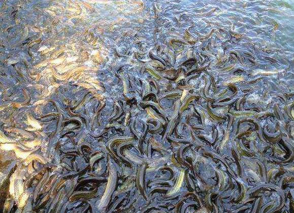 湖北华农园泥鳅养殖的三大方式产量好成活率高