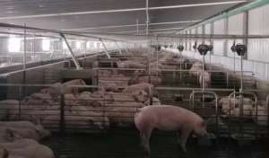 皮特兰母猪养殖厂(千头法系“洋猪”、皮特兰原种猪定居黑龙江 喜迎中国年)