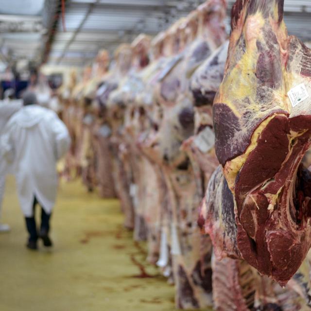 美国牛肉那么便宜是怎么做到的？看看全自动化的屠宰流程就知道了