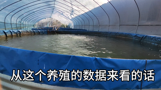 帆布桶养殖罗氏沼虾，技术上是可行的#水产养殖