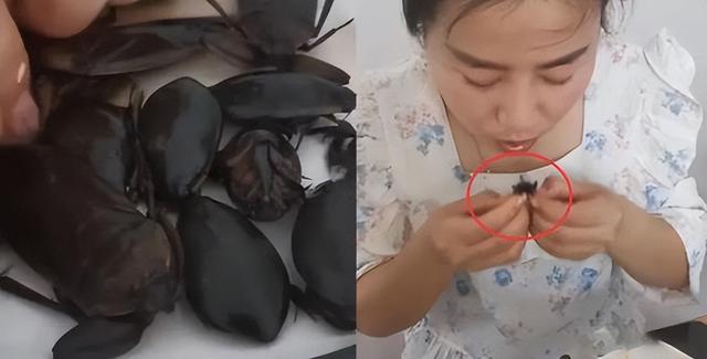 一虫难求！广东水蟑螂400一斤，外地人看反胃，为何广东人爱吃？