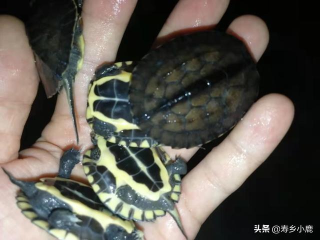 石金钱龟种龟产卵、孵化的基本技术介绍