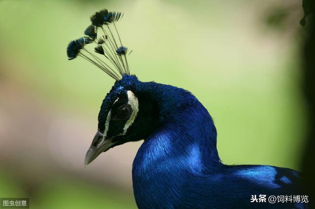 蓝孔雀的人工饲养与疾病预防