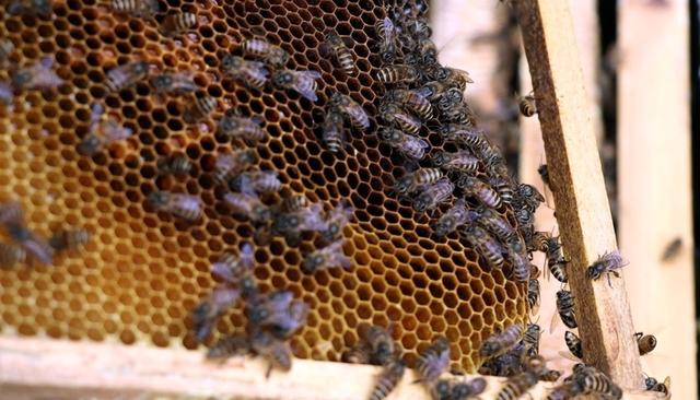 理论+实操，独山这场蜜蜂养殖培训“干货多”