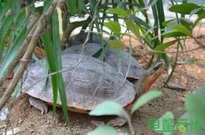 乌龟养殖场设计(增加龟龟交配欲的龟池设计)