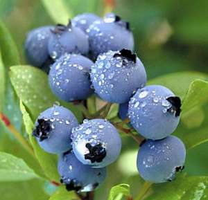 养殖蓝莓的营养价值(盆栽蓝莓，好养结果多，富含“花青素”，营养高)